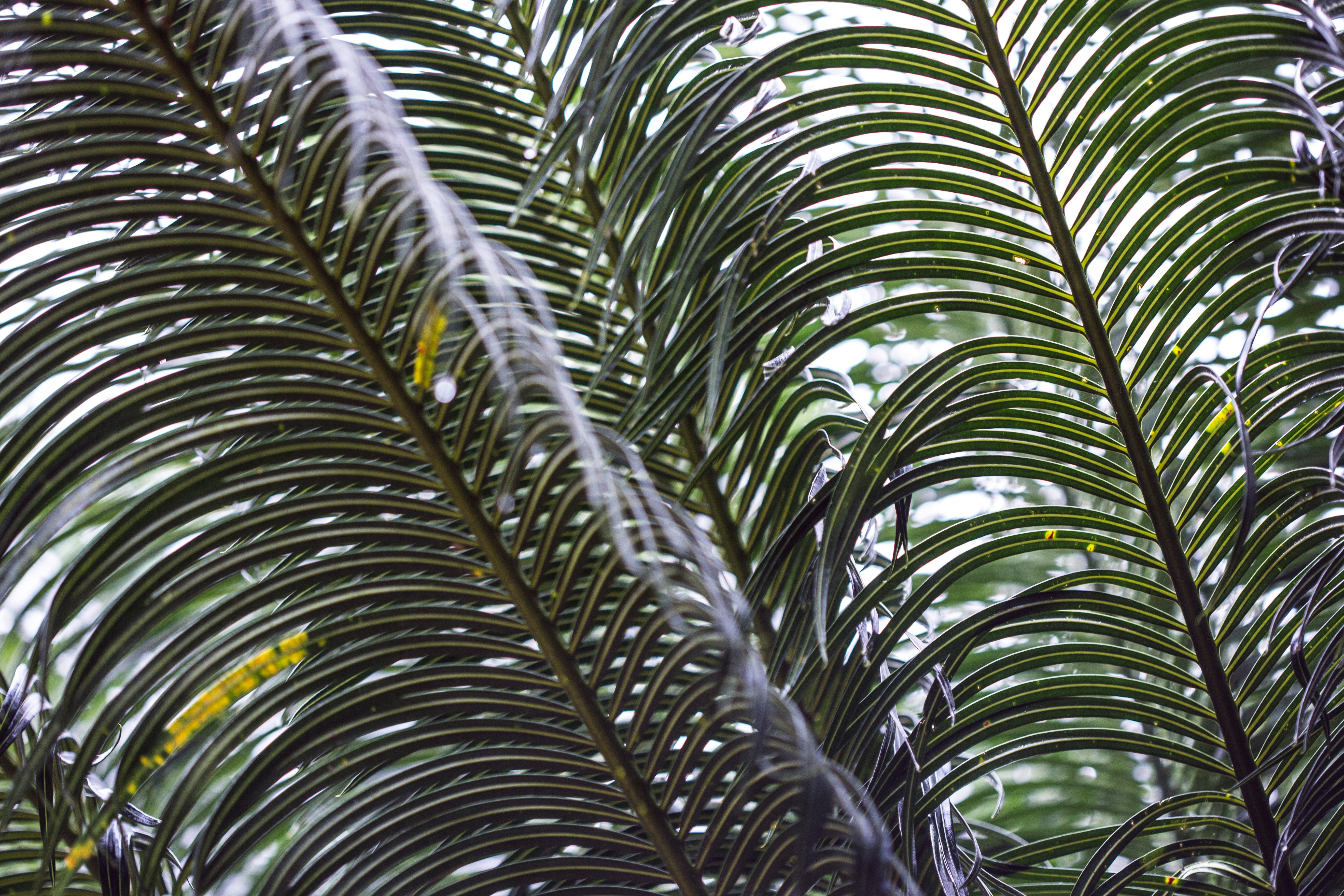 green palm tree during daytime